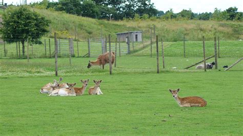 enghave dyre og naturpark|Enghave Dyre & Naturpark 